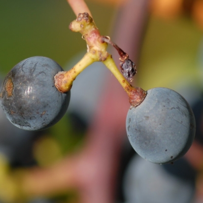 Cabernet Sauvignon ANT 1833